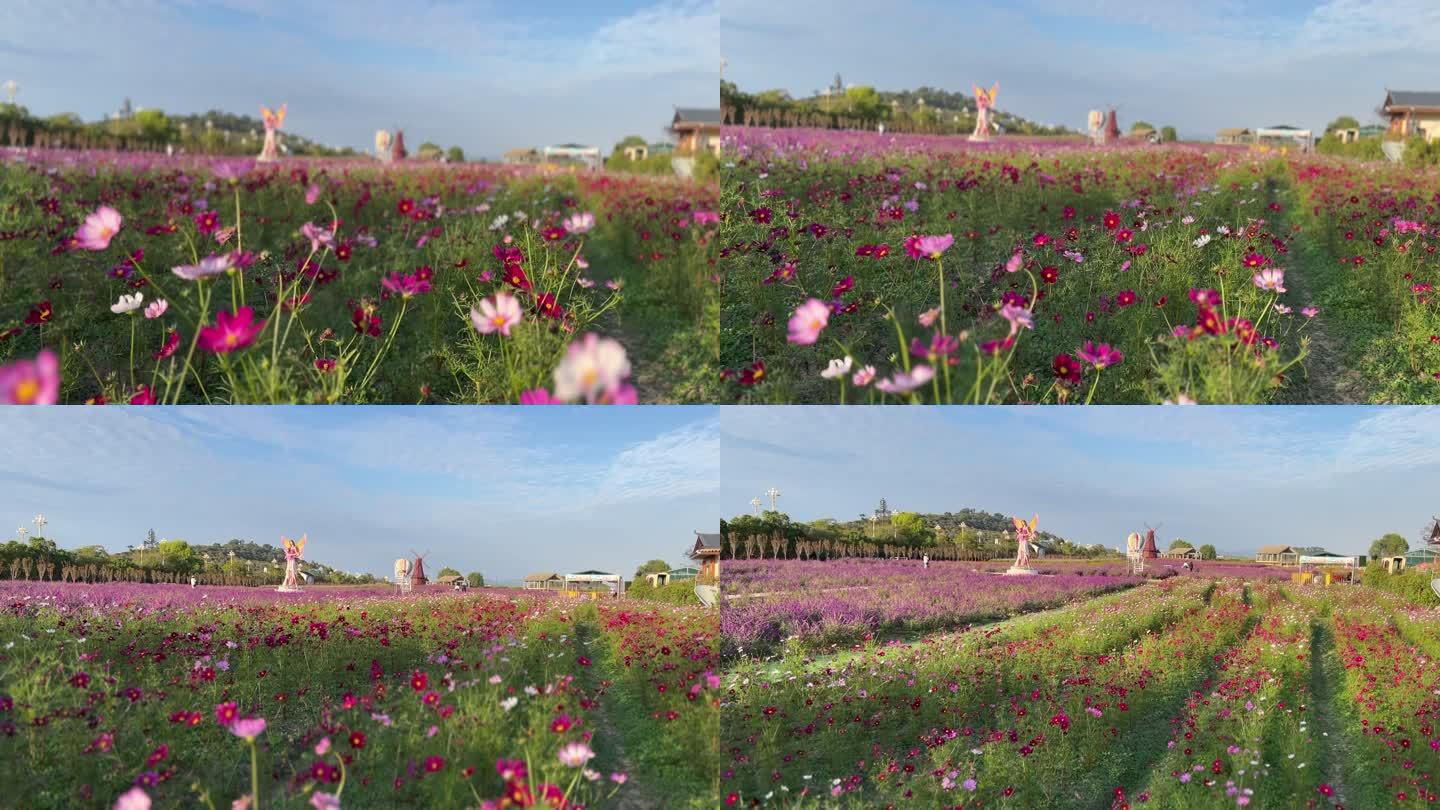 苏州西山花海