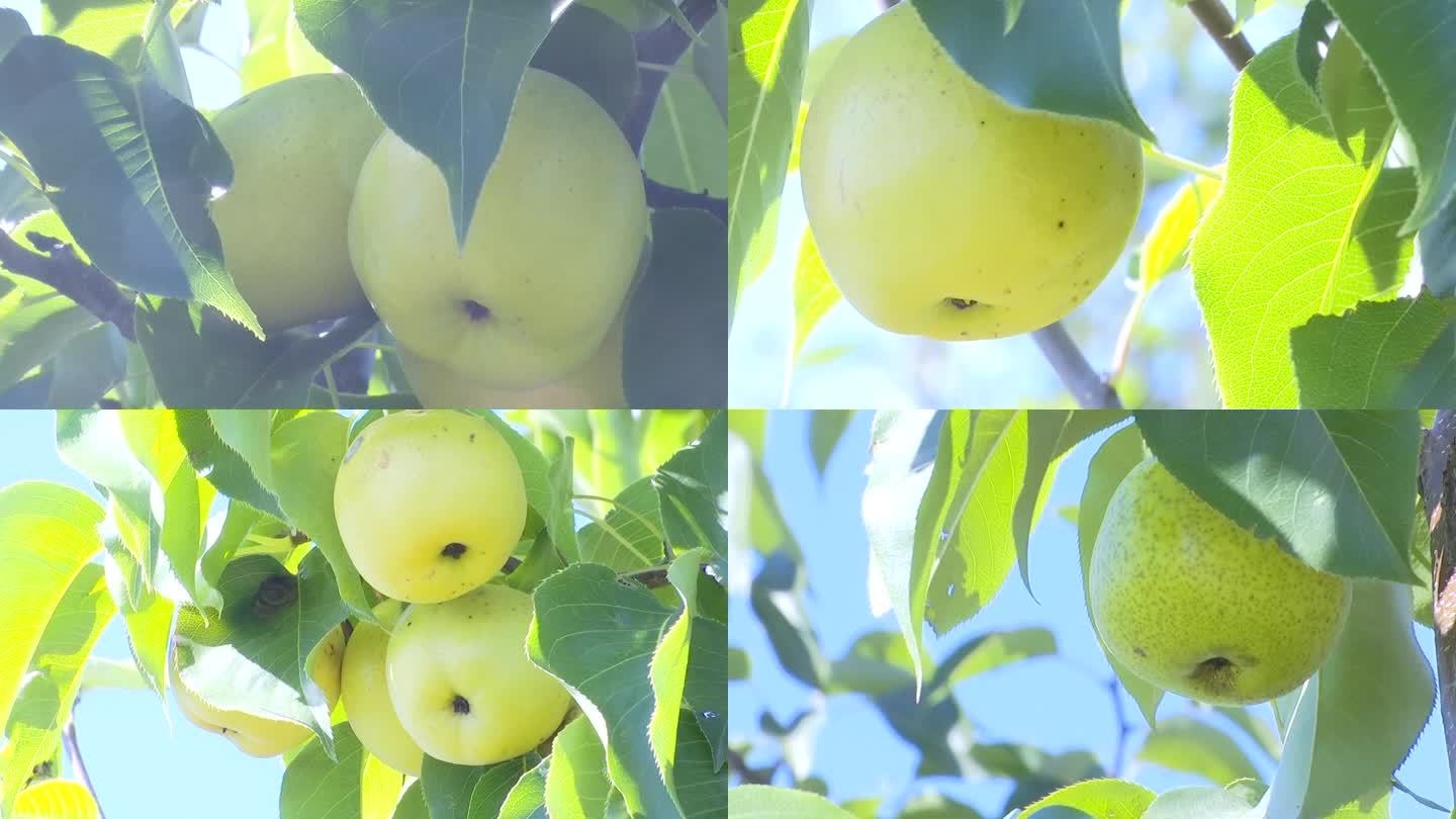青梨挂在梨树上果园