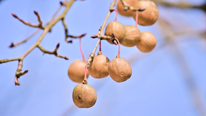 珍稀植物珙桐树鸽子花果实