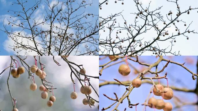 珍稀植物珙桐树鸽子花果实