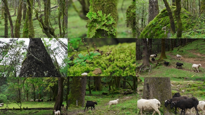 绿野仙踪 苔藓  森林 仙境 羊 云杉坪