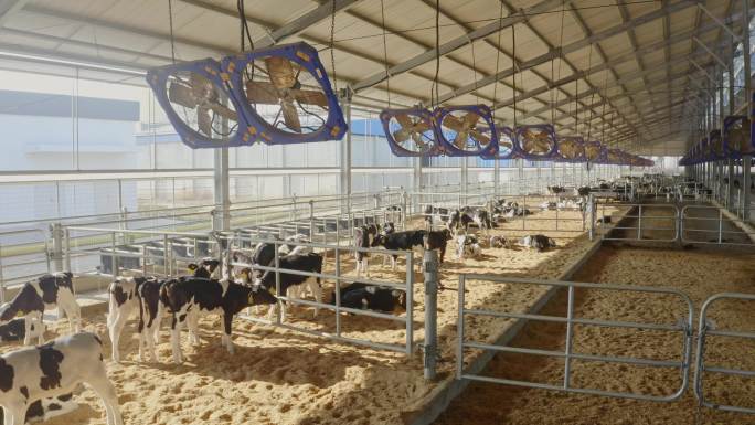 奶牛养殖现代牛棚奶牛工厂奶制品牛奶畜牧