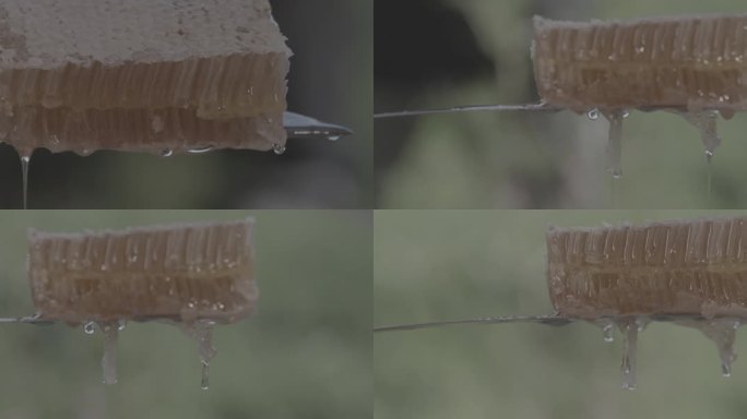 蜂巢蜂蜜流出特写4k25f慢动作视频
