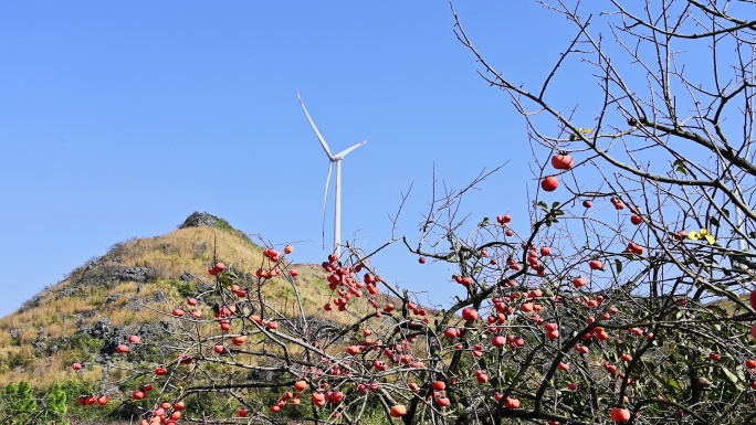 晴朗天空下山边柿子树和山上的风力发电风车
