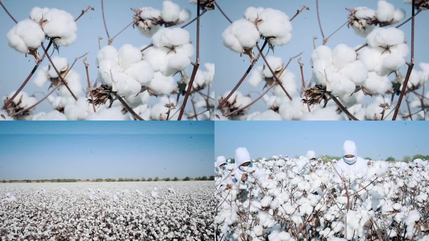 新疆棉田棉农采摘棉花