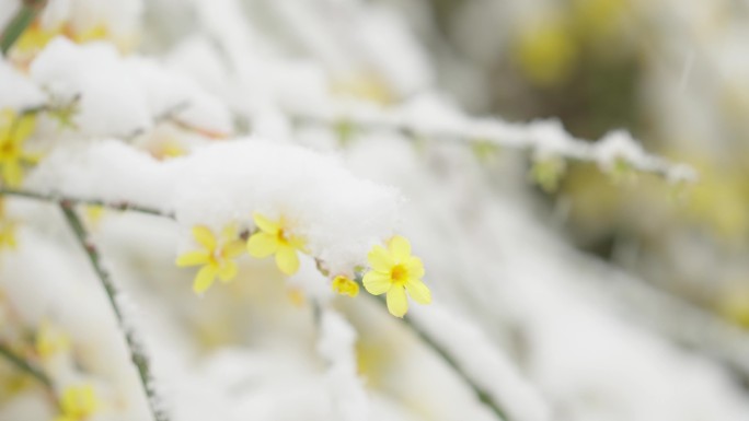 雪中迎春花1