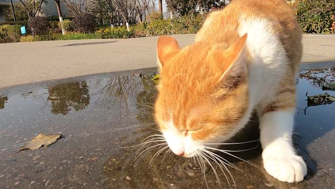 橘猫喝水慢动作视频