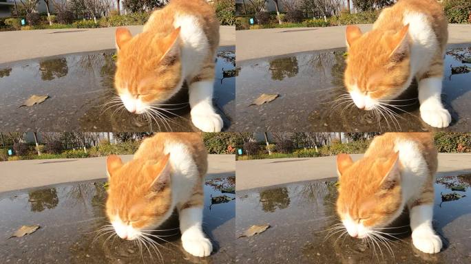 橘猫喝水慢动作视频