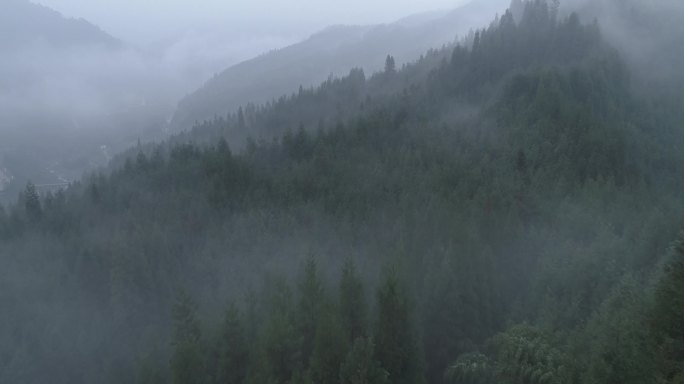 航拍森林迷雾松树林秋季雾气