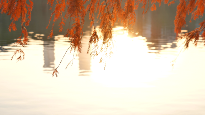 秋天水杉