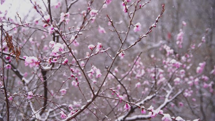 梅花 腊梅 雪中梅花