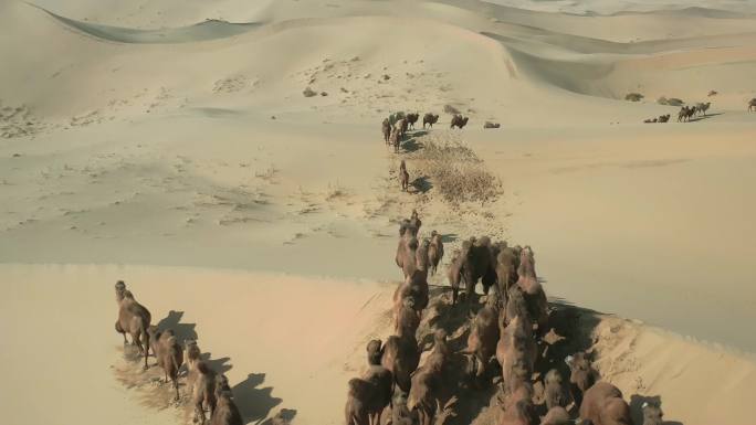 沙漠素材穿越沙漠 绿色天然草原畜牧业