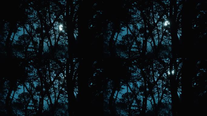 树林 月亮升起 延时