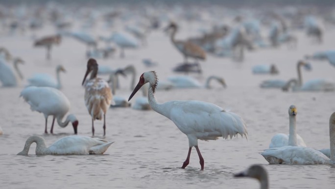 湿地里的白鹤与小天鹅