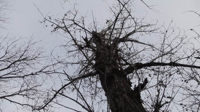 冬季一棵枯树杨树旋转拍摄