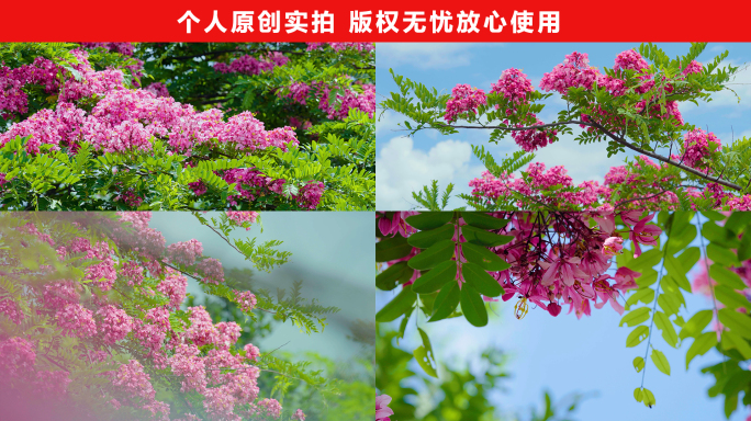 粉花山扁豆