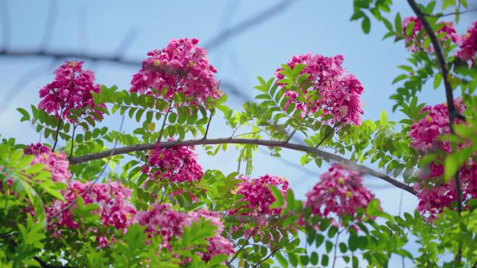 粉花山扁豆