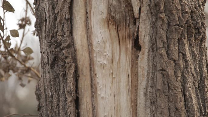 冬季一棵枯树没了树皮树干裸露干枯孔洞