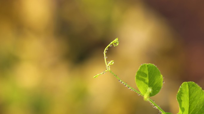 4k清晨植物水珠