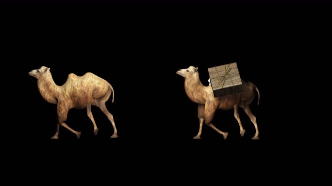 骆驼循环视频