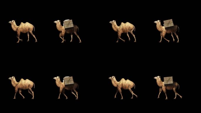 骆驼循环视频