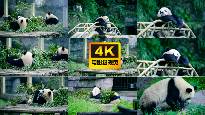 大熊猫在吃竹子
