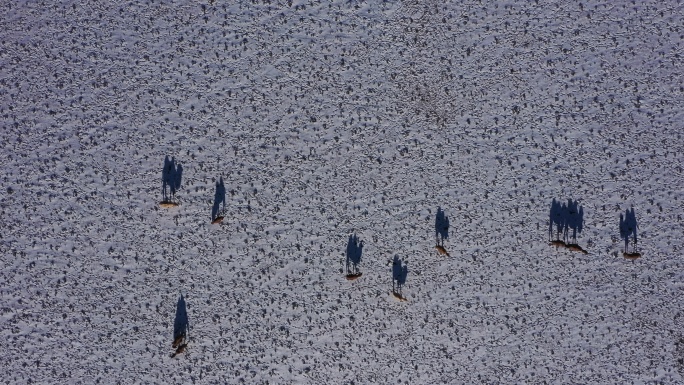 俯拍骆驼 绿色天然草原畜牧业