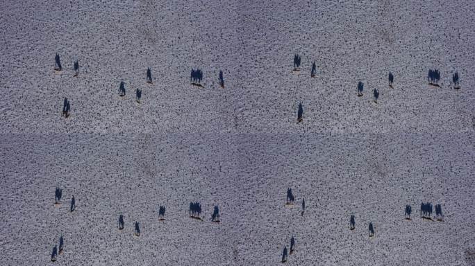 俯拍骆驼 绿色天然草原畜牧业