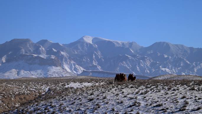 贺兰山素材 雪山 骆驼