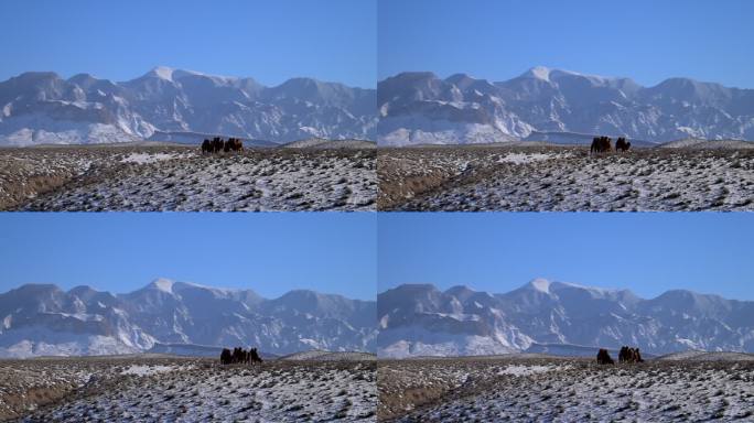贺兰山素材 雪山 骆驼