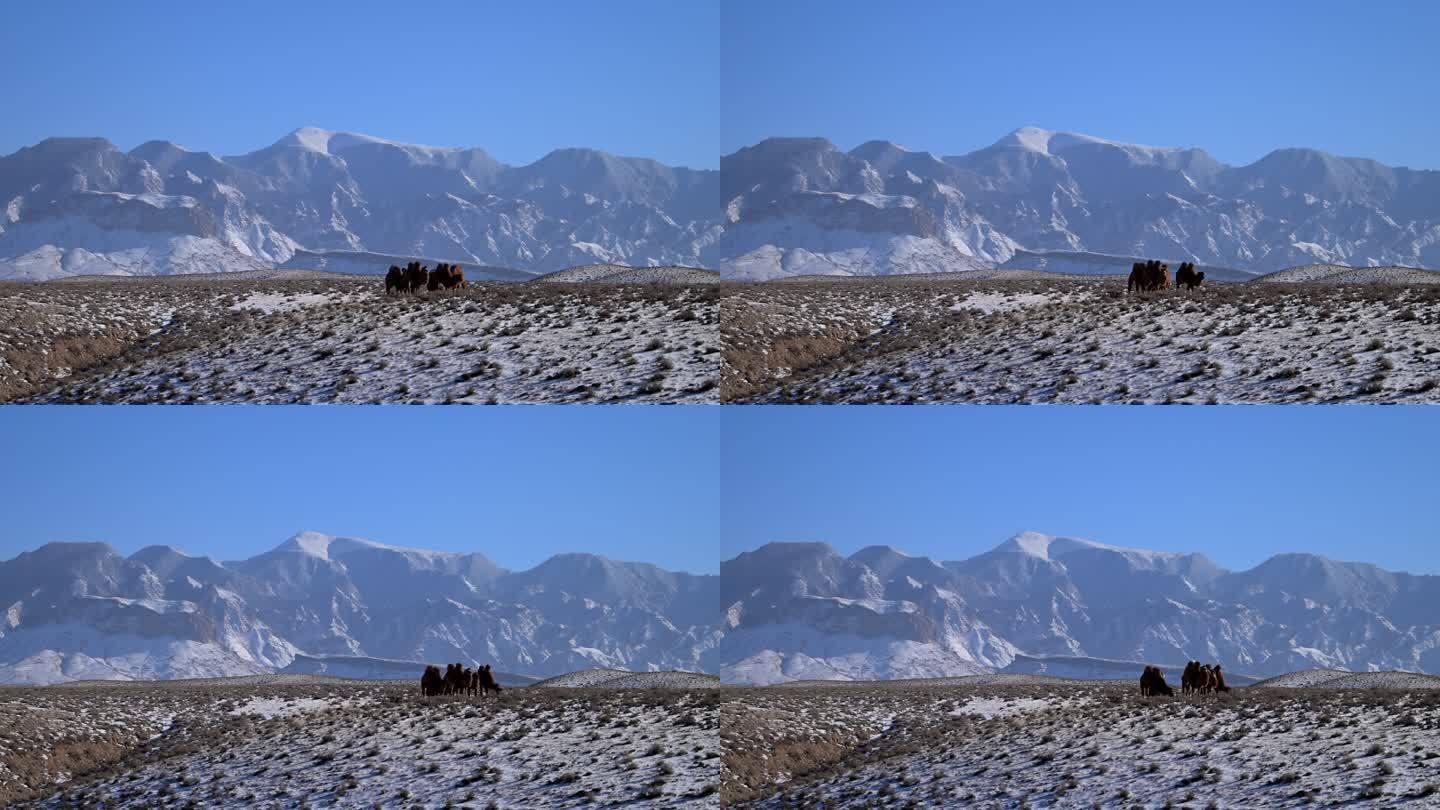 贺兰山素材 雪山 骆驼