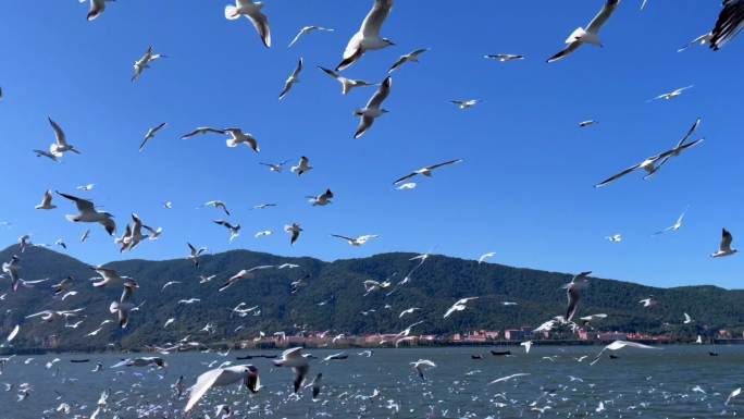 蓝天下海鸥在湖面上飞翔