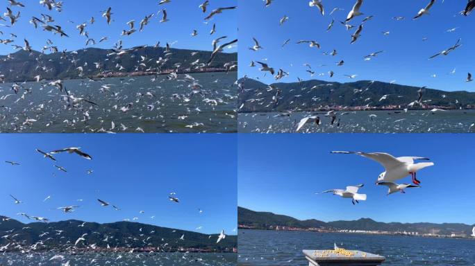 蓝天下海鸥在湖面上飞翔