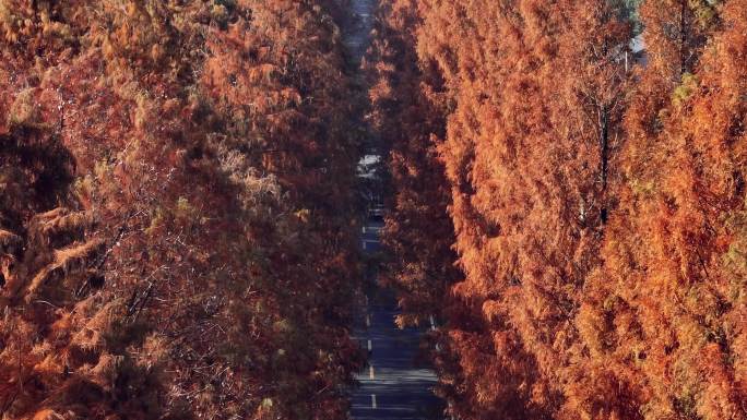 杭州余杭良渚港南村水杉河道航拍4k