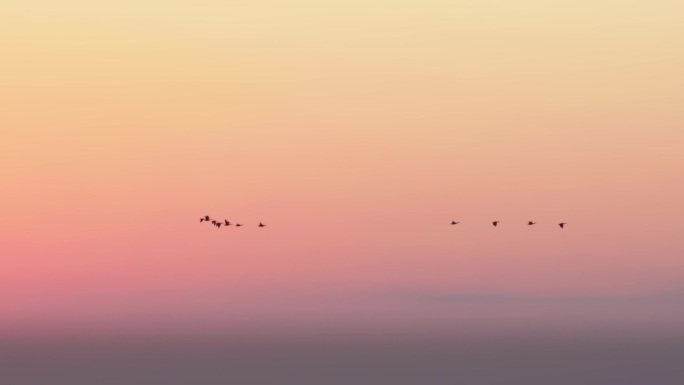 黄昏的天空飞鸟剪影