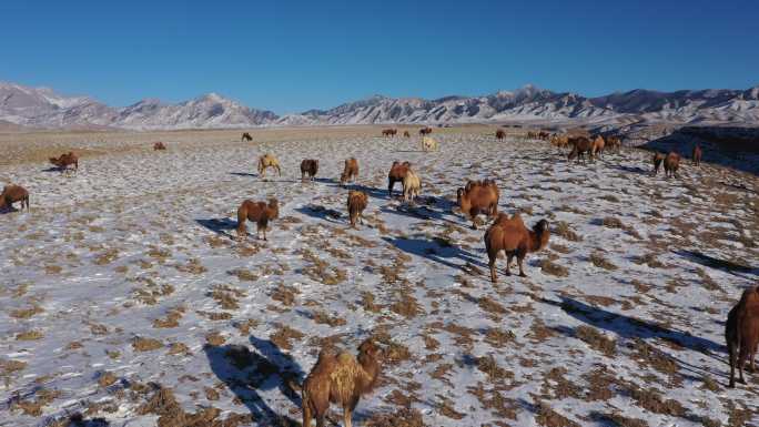 驼群 雪地 骆驼视频 原畜牧业
