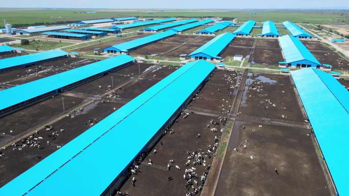 内蒙古 大型奶牛牧场 4K航拍