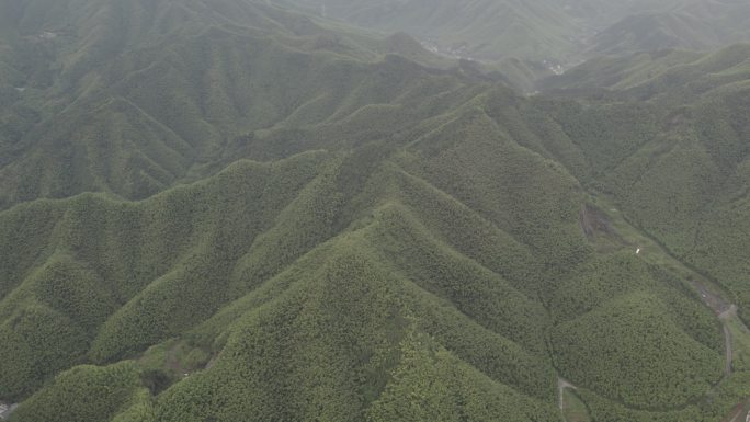 浙江安吉县余村竹林4K航拍log未调色