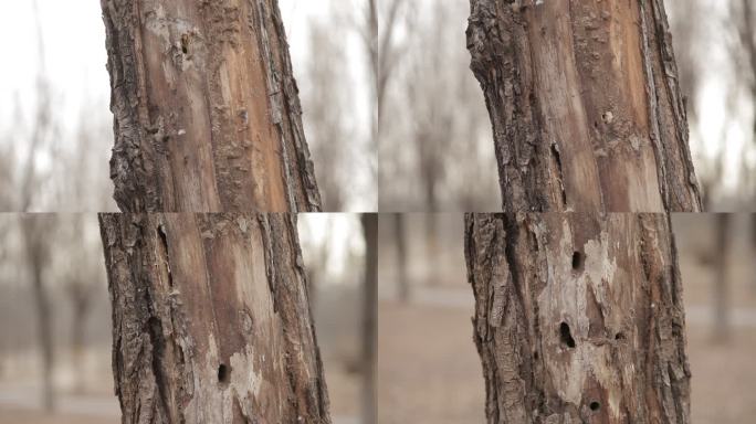 冬季一棵枯树一段干枯的树干被剥皮露着孔洞