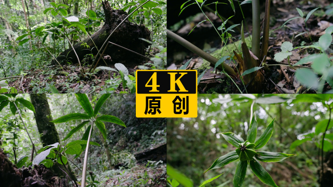 野生中草药重楼七叶一枝花