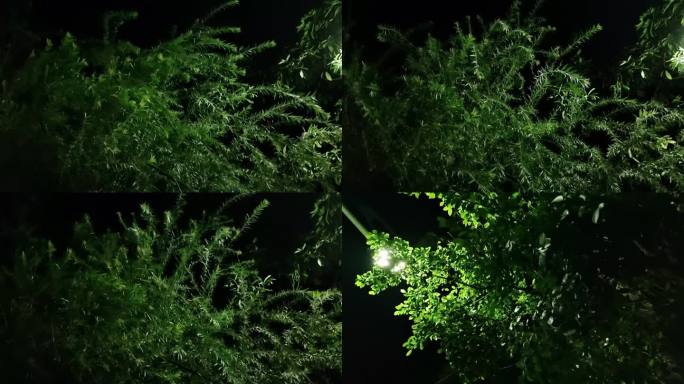 月光树影 夜风吹绿树叶 狂风月色