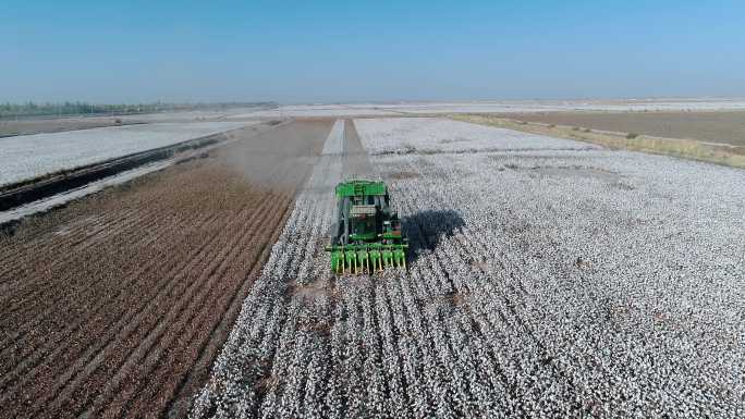 4K航拍新疆棉田机器收割棉花
