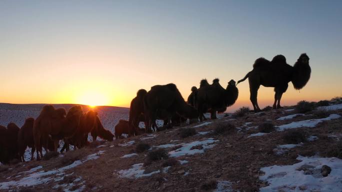 雪地骆驼日出逆光 绿色天然草原畜牧业