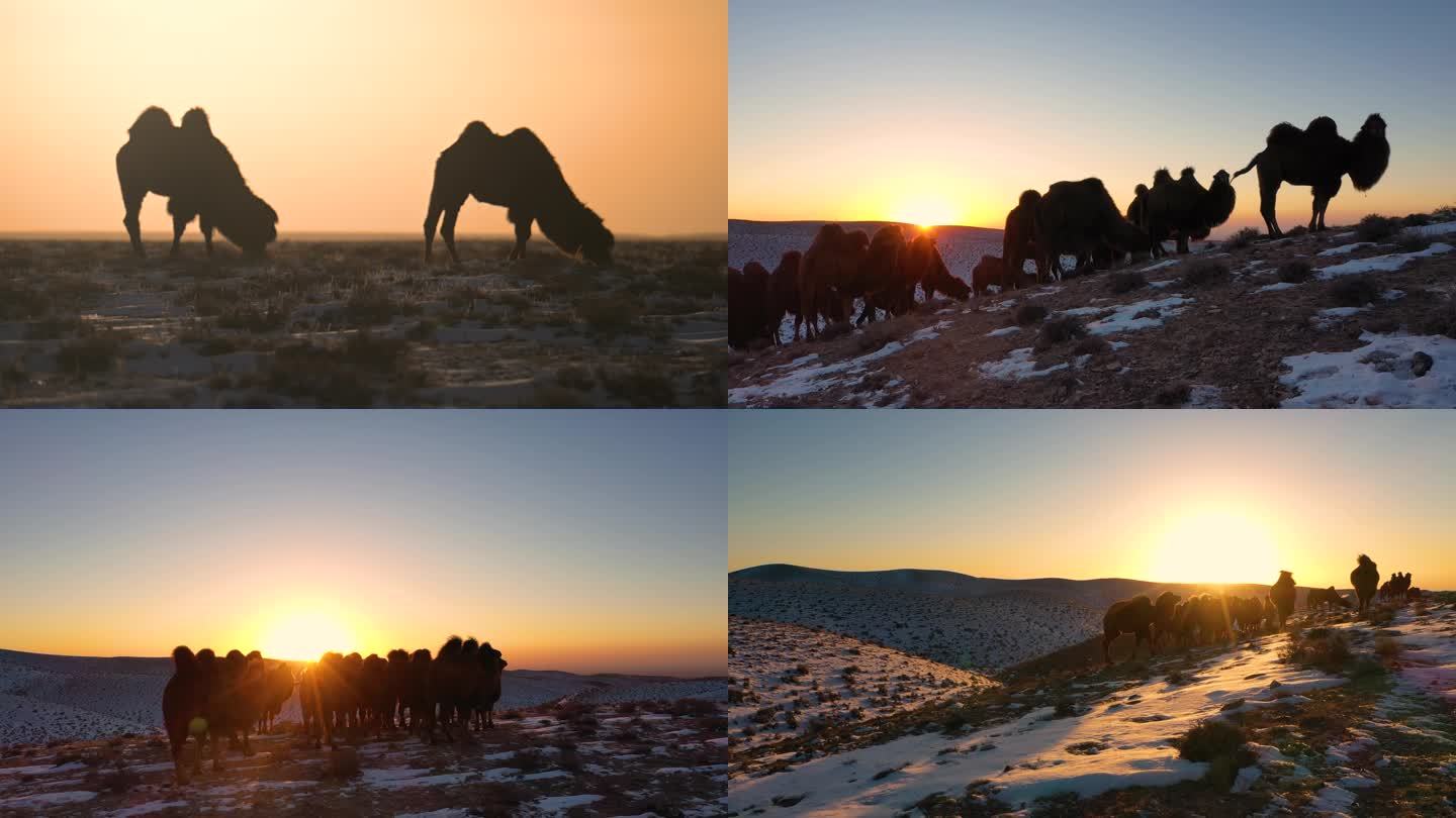 雪地骆驼日出逆光 绿色天然草原畜牧业