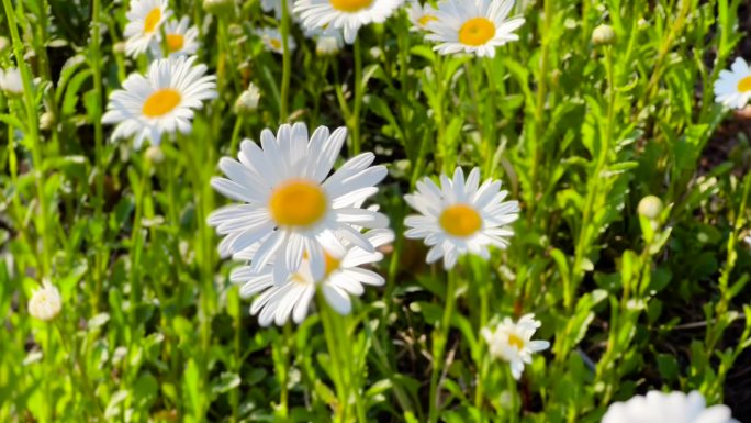 大滨菊、菊花盛开