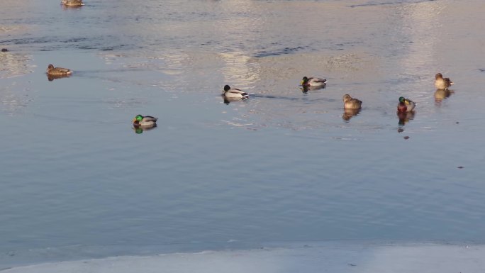 越冬水鸟野鸭和天鹅