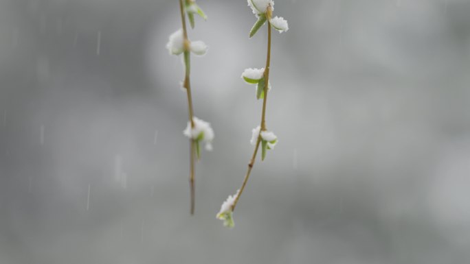 雪中柳树柳枝1