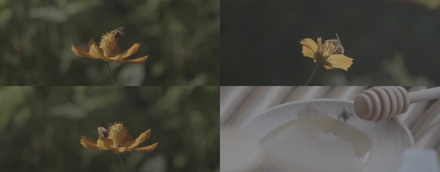 蜜蜂与花的慢动作视频3k25f