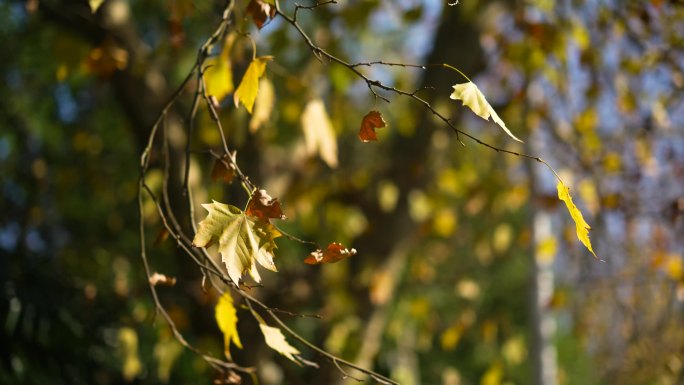 秋冬胡桐树