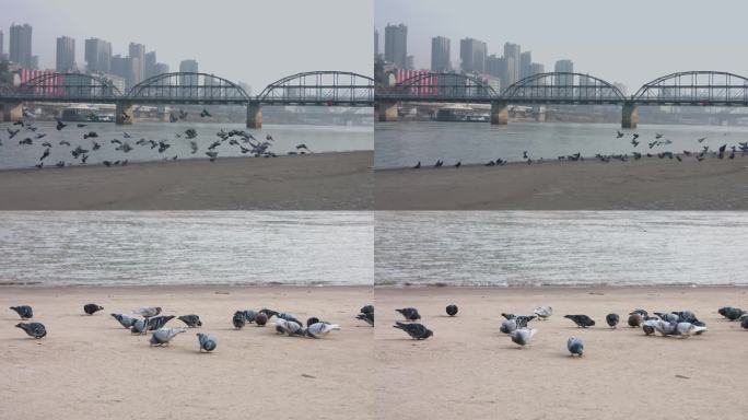 黄河  中山桥 鸽子